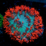 St. Thomas Mushroom Coral with mushroom disc in reef aquarium