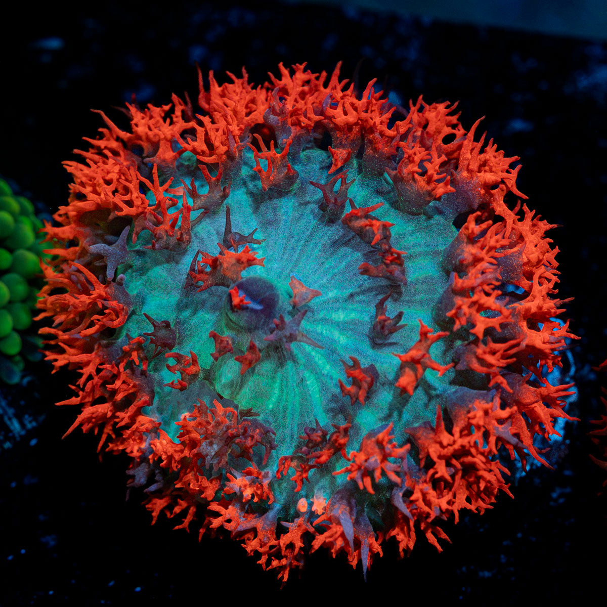 St. Thomas Mushroom Coral with mushroom disc in reef aquarium