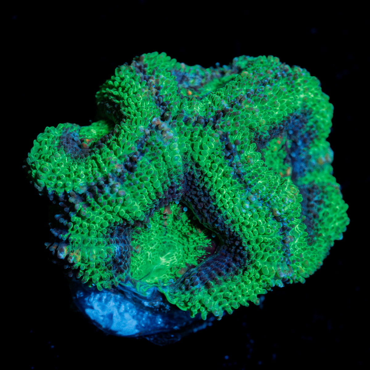 Green Acan Micromussa Coral with fleshy polyps in reef aquarium