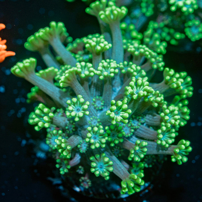 Oddish Goniopora Coral with flower-like polyps in reef aquarium