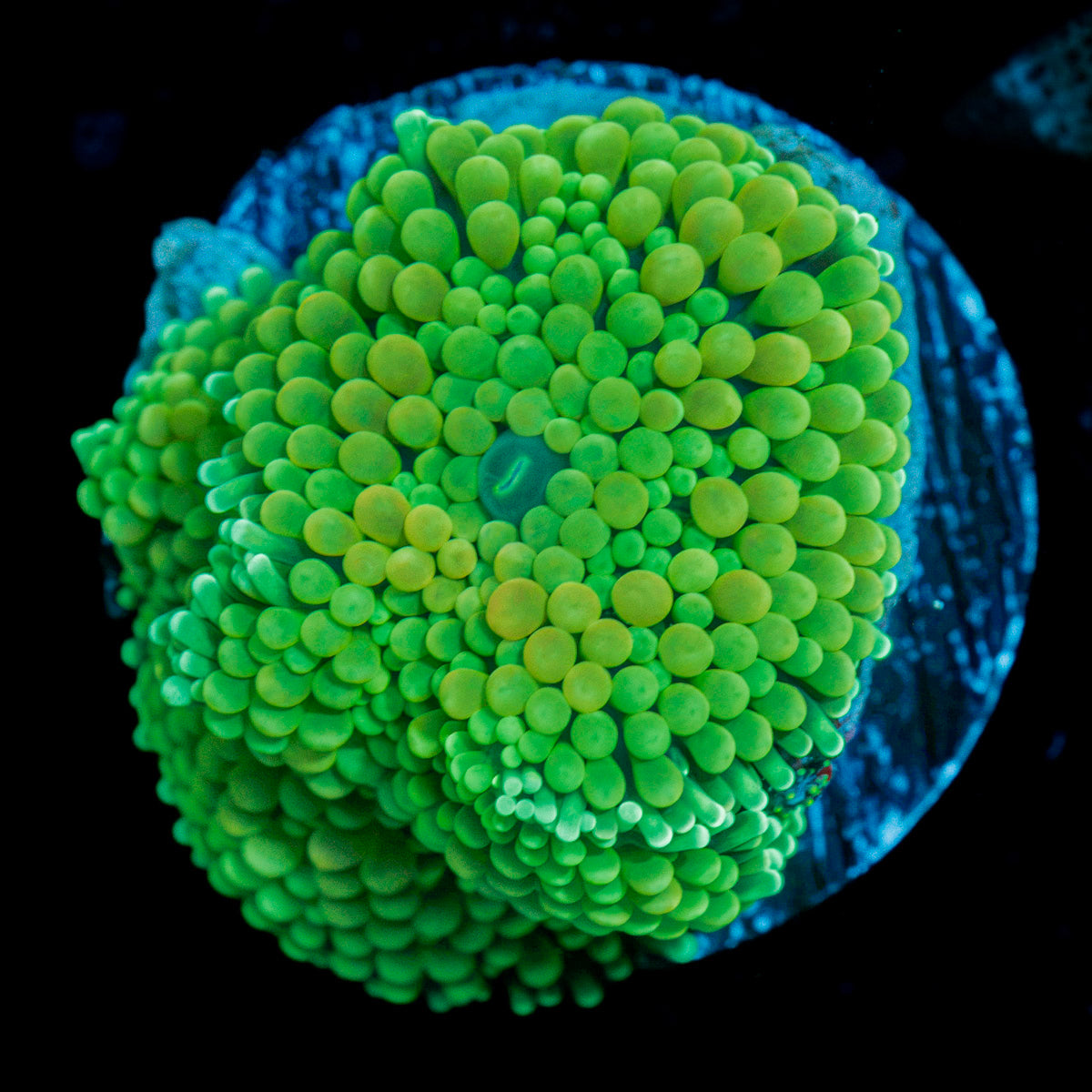 Bright Green Ricordea Mushroom Coral with mushroom disc in reef aquarium