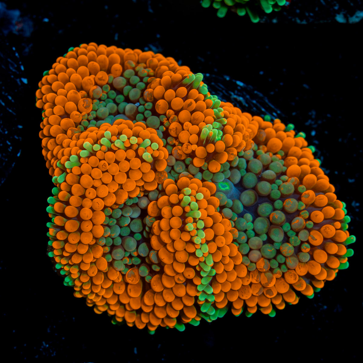 Orange Ricordea Mushroom Coral with mushroom disc in reef aquarium
