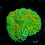 Bright Green Ricordea Mushroom Coral with mushroom disc in reef aquarium