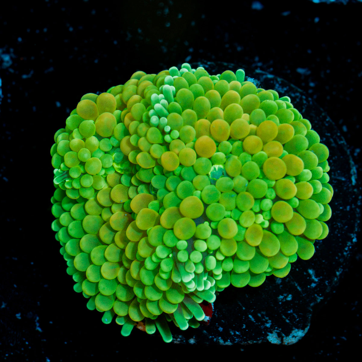 Bright Green Ricordea Mushroom Coral with mushroom disc in reef aquarium