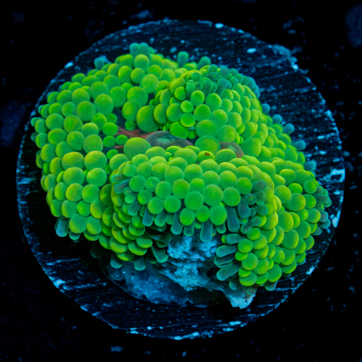 Bright Green Ricordea Mushroom Coral with mushroom disc in reef aquarium