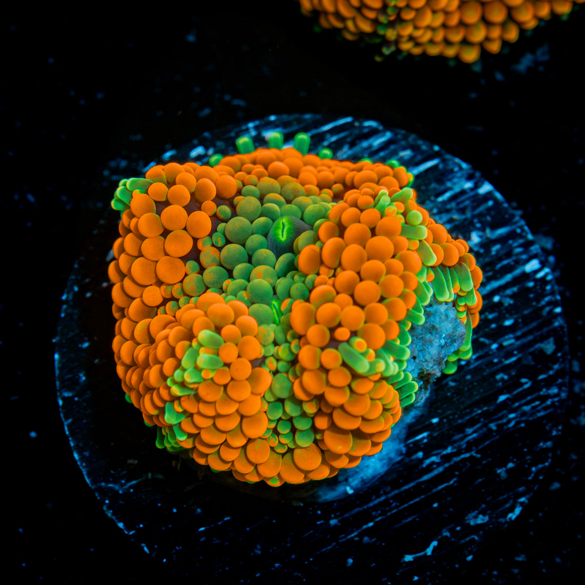 Orange Ricordea Mushroom Coral with mushroom disc in reef aquarium