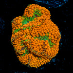 Orange Ricordea Mushroom Coral with mushroom disc in reef aquarium