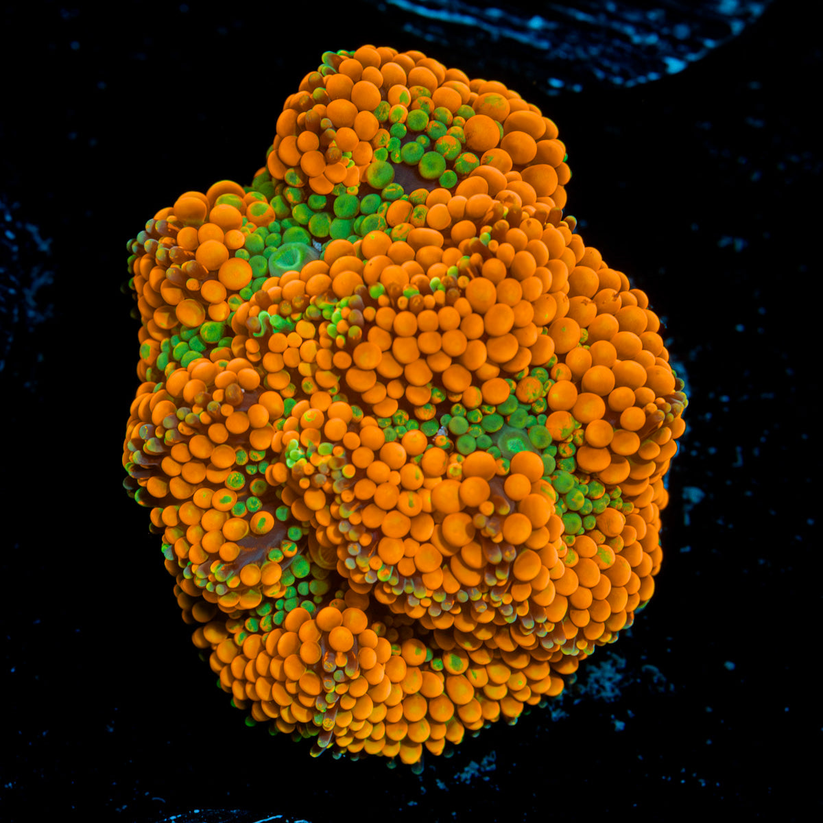 Orange Ricordea Mushroom Coral with mushroom disc in reef aquarium