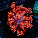 Red Bull Goniopora Coral with flower-like polyps in reef aquarium