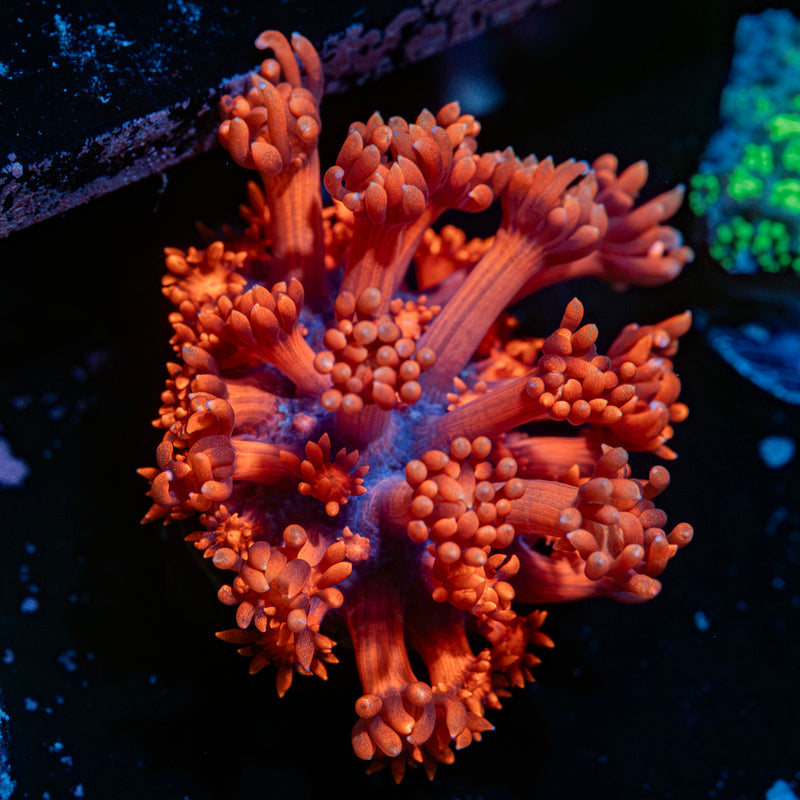 Red Bull Goniopora Coral with flower-like polyps in reef aquarium
