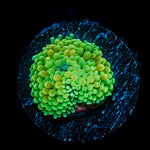 Green Ricordea Mushroom Coral with mushroom disc in reef aquarium