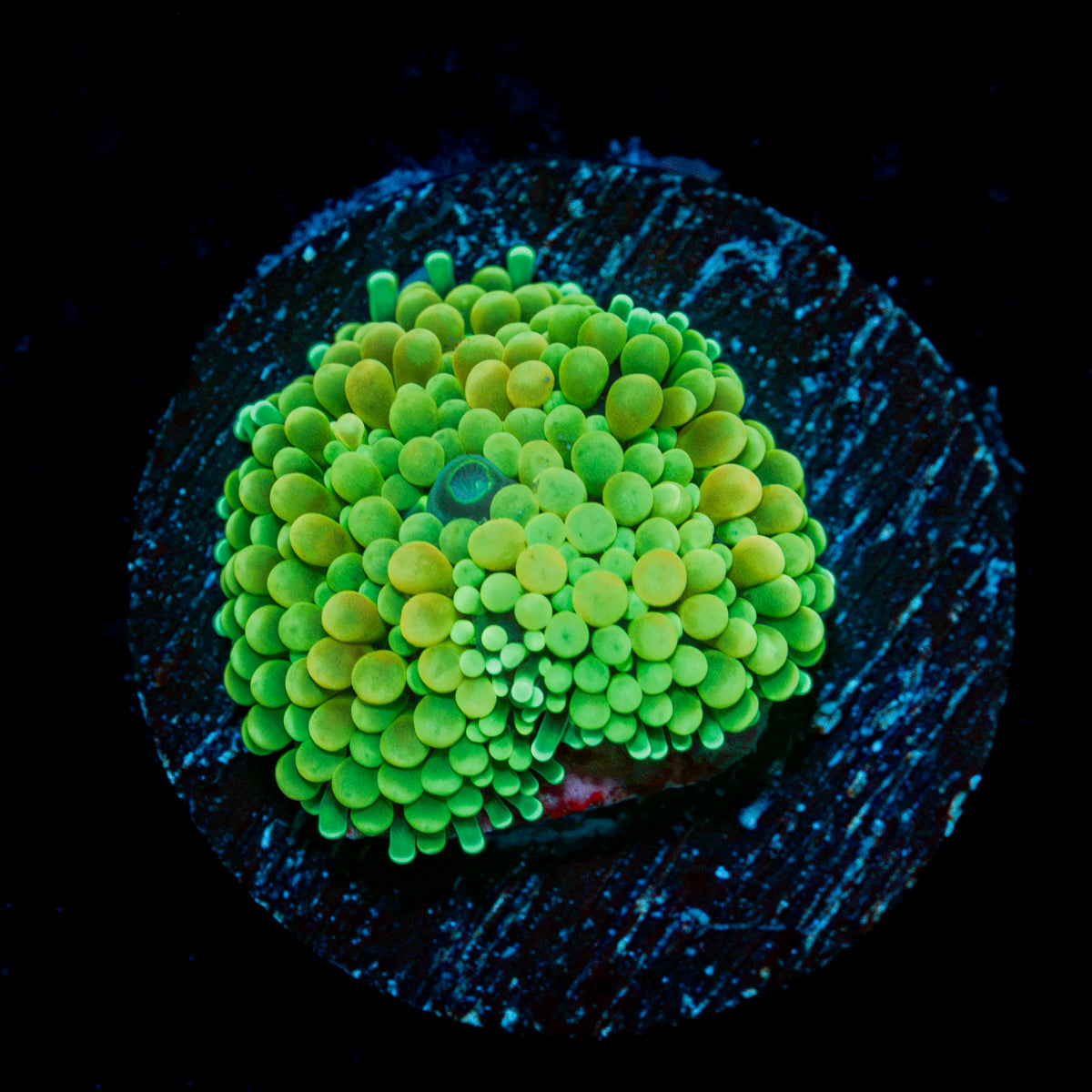 Green Ricordea Mushroom Coral with mushroom disc in reef aquarium