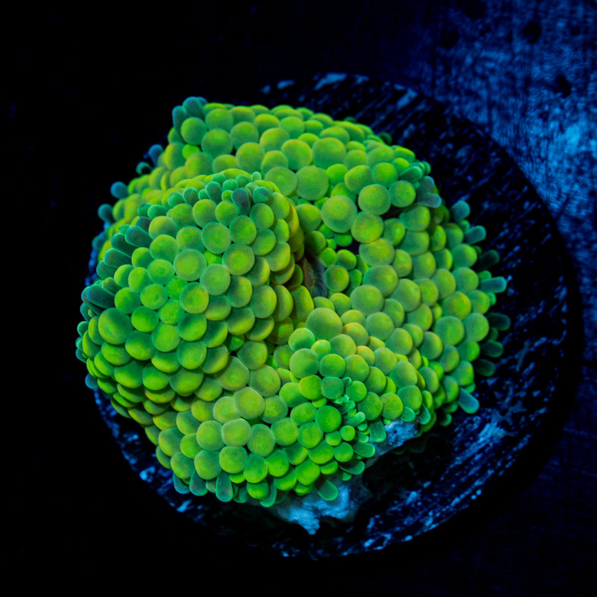 Green Ricordea Mushroom Coral with mushroom disc in reef aquarium
