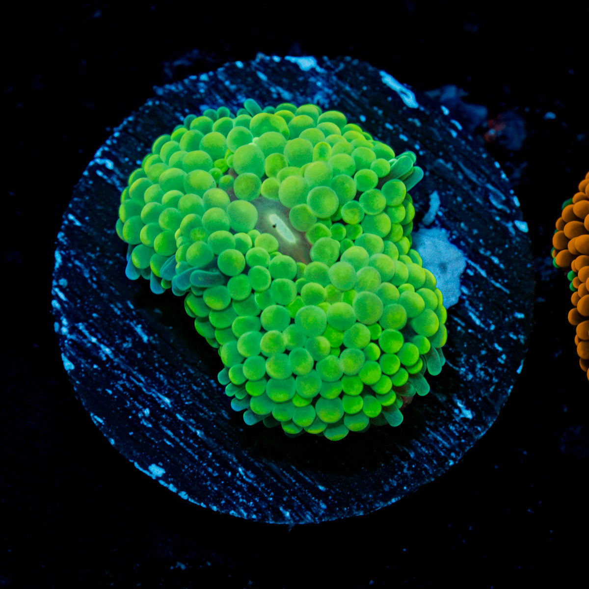Green Ricordea Mushroom Coral with mushroom disc in reef aquarium