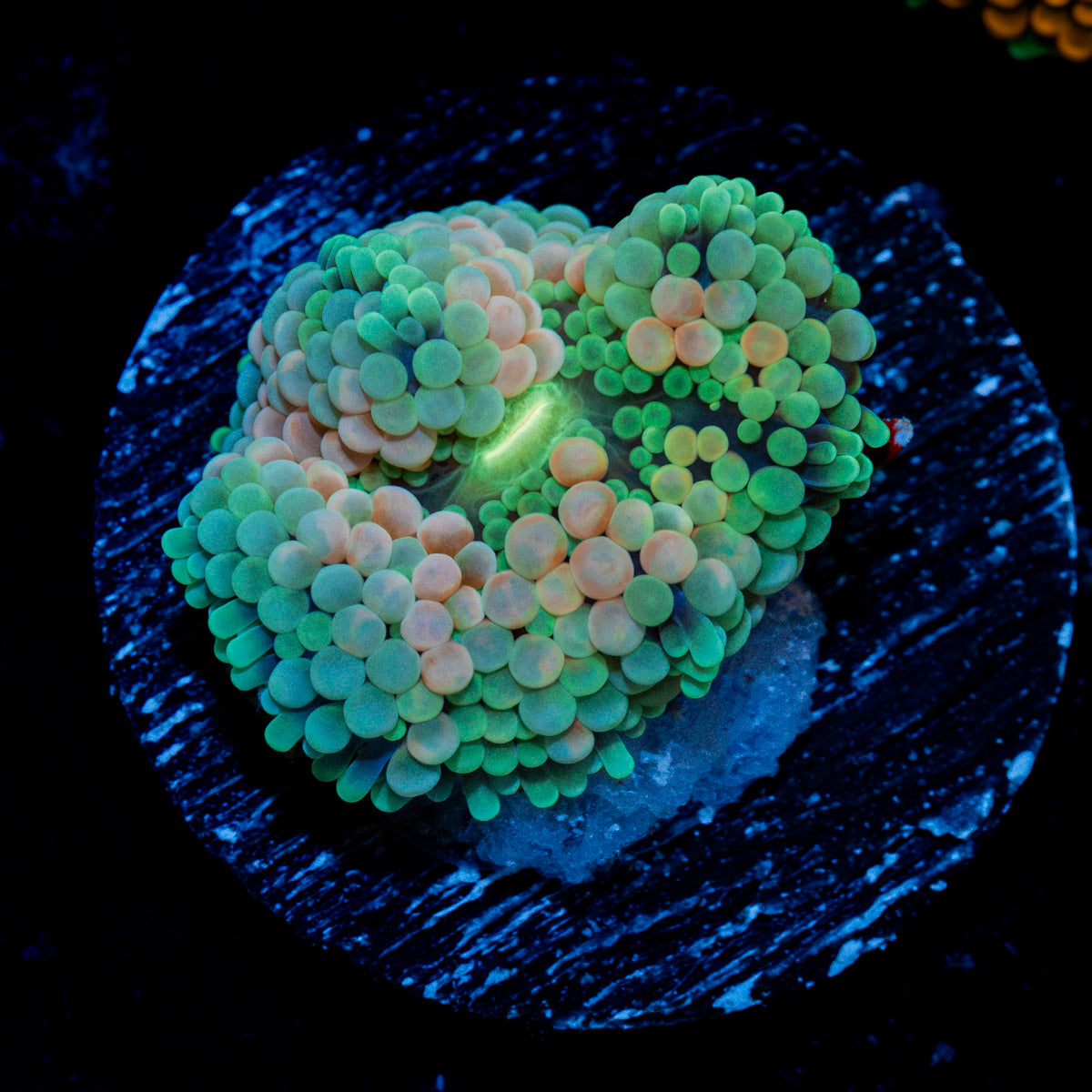 Pinky Ricordea Mushroom Coral with mushroom disc in reef aquarium