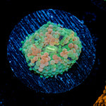 Pinky Ricordea Mushroom Coral with mushroom disc in reef aquarium