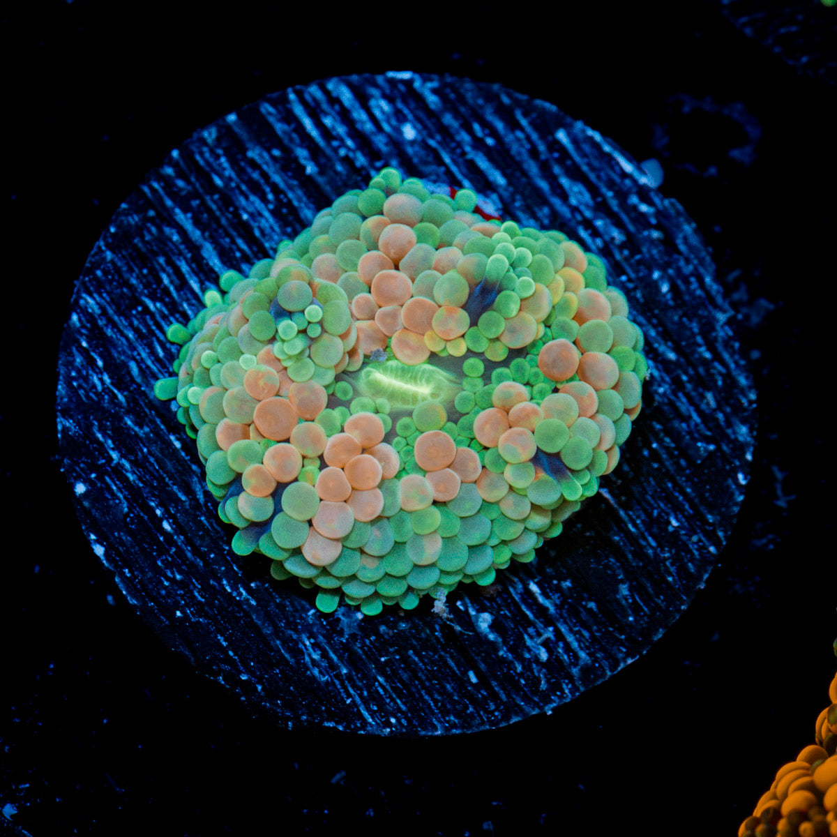 Pinky Ricordea Mushroom Coral with mushroom disc in reef aquarium