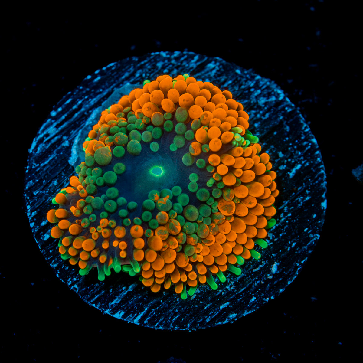 Orange Ricordea Mushroom Coral with mushroom disc in reef aquarium