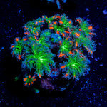 ARC Firework Clove Polyps Coral with colony growth in reef aquarium
