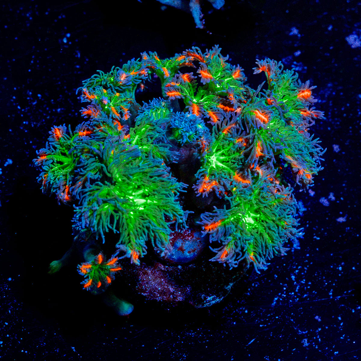 ARC Firework Clove Polyps Coral with colony growth in reef aquarium