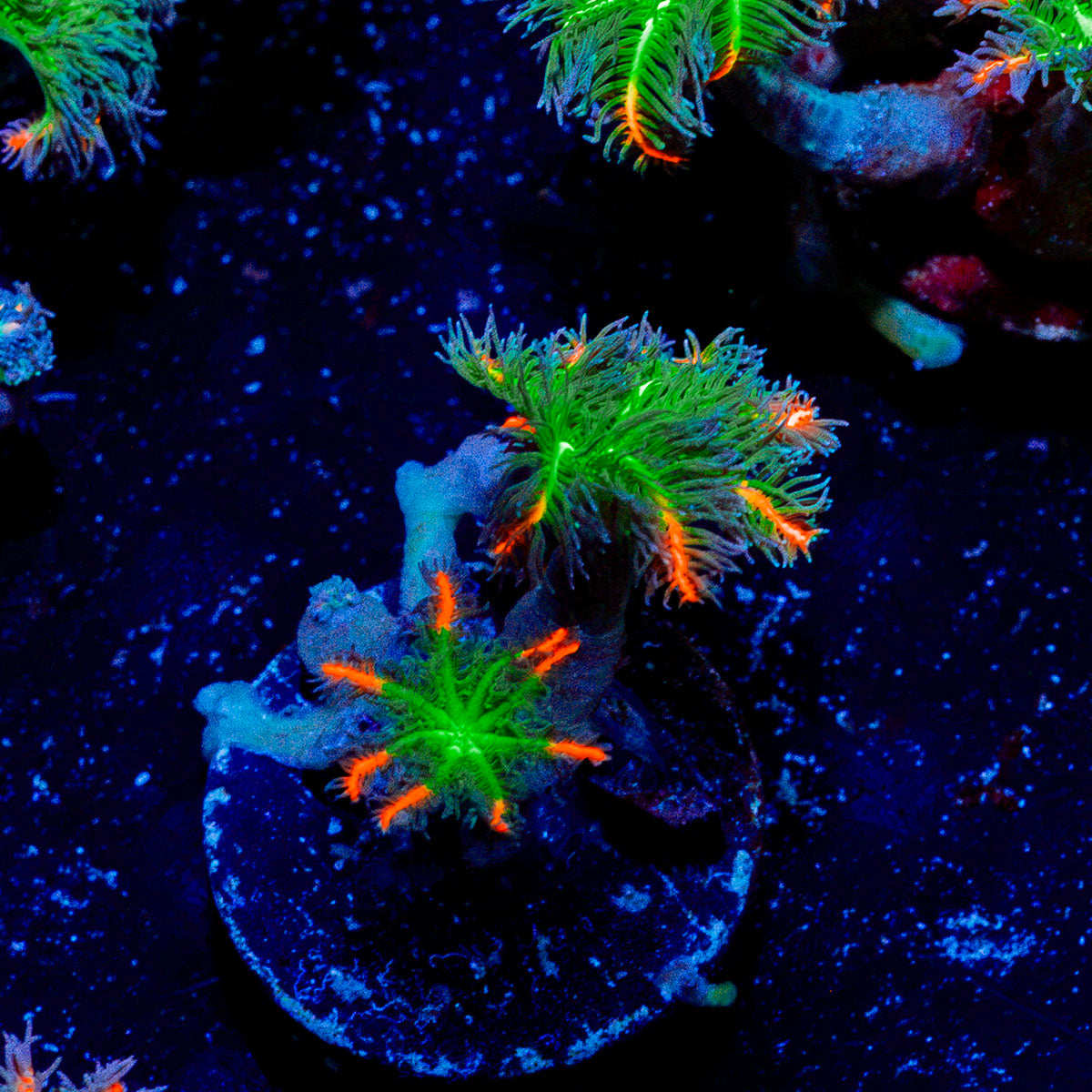 ARC Firework Clove Polyps Coral with colony growth in reef aquarium