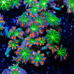 ARC Firework Clove Polyps Coral with colony growth in reef aquarium