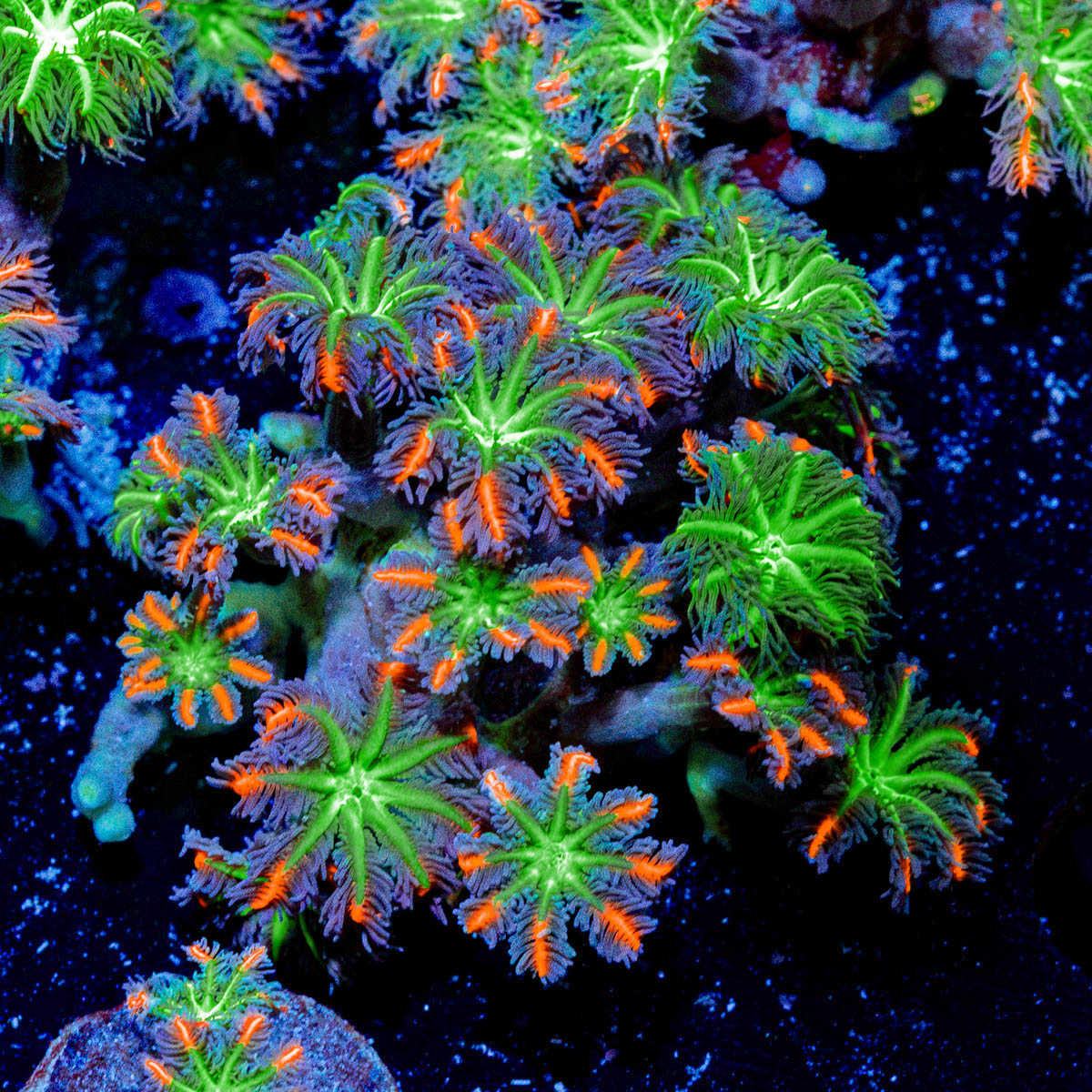 ARC Firework Clove Polyps Coral with colony growth in reef aquarium
