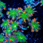 ARC Firework Clove Polyps Coral with soft polyps in reef aquarium