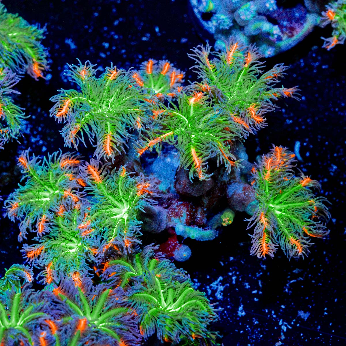 ARC Firework Clove Polyps Coral with soft polyps in reef aquarium