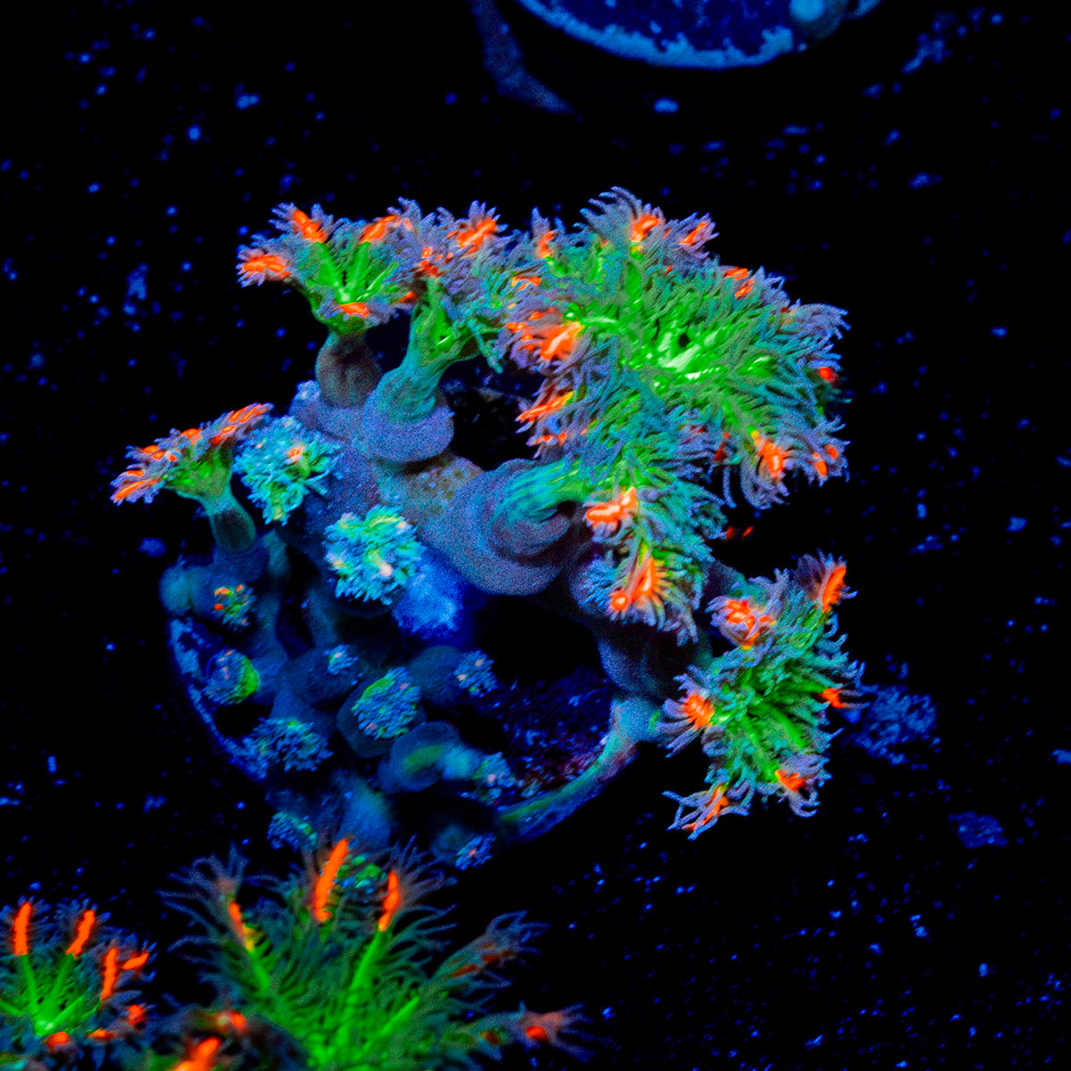 ARC Firework Clove Polyps Coral with soft polyps in reef aquarium