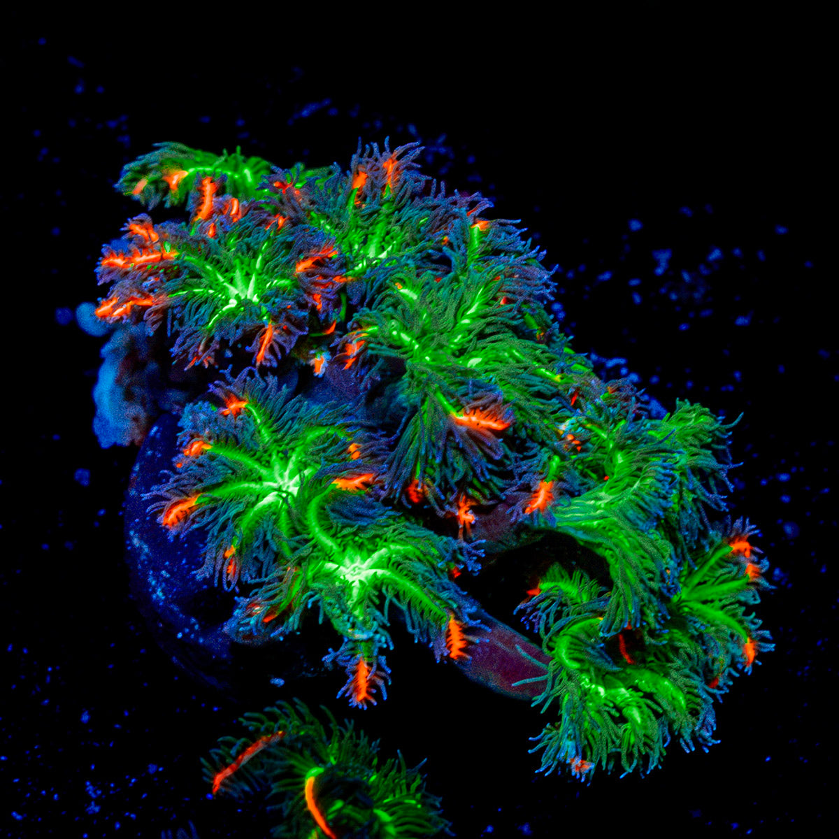 ARC Firework Clove Polyps Coral with colony growth in reef aquarium