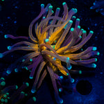 Tiger Torch Coral with flowing tentacles in reef aquarium