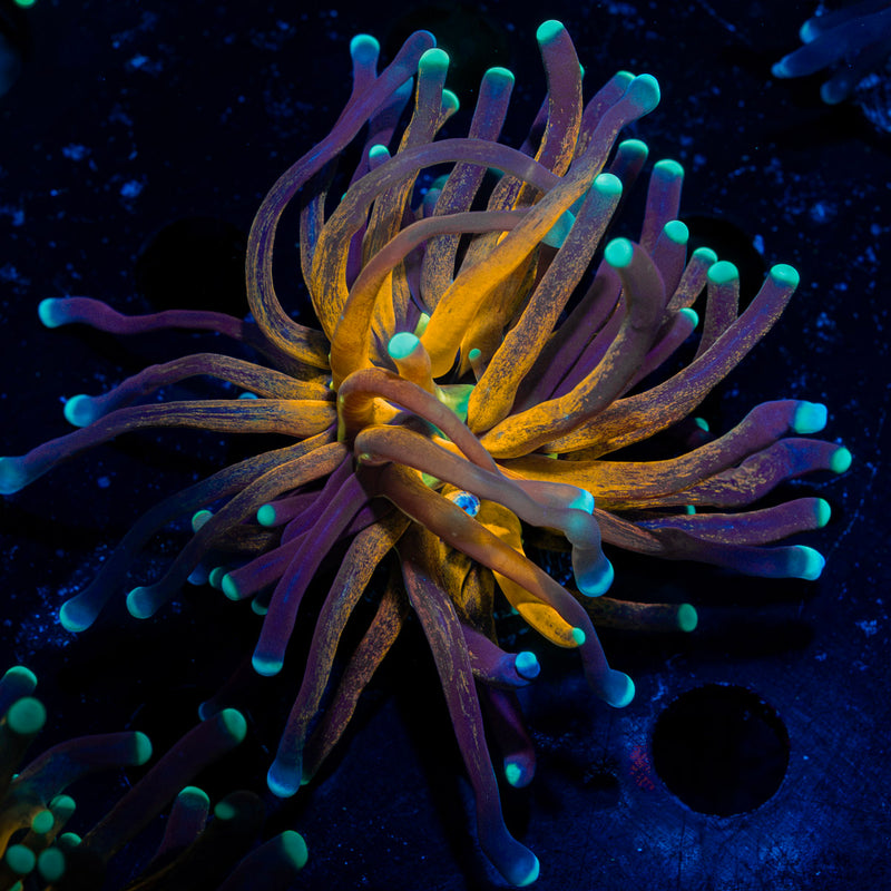 Tiger Torch Coral with flowing tentacles in reef aquarium
