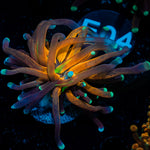 Tiger Torch Coral with flowing tentacles in reef aquarium
