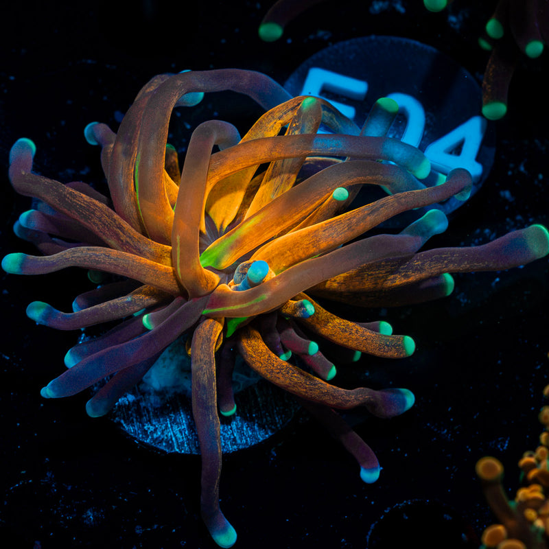 Tiger Torch Coral with flowing tentacles in reef aquarium