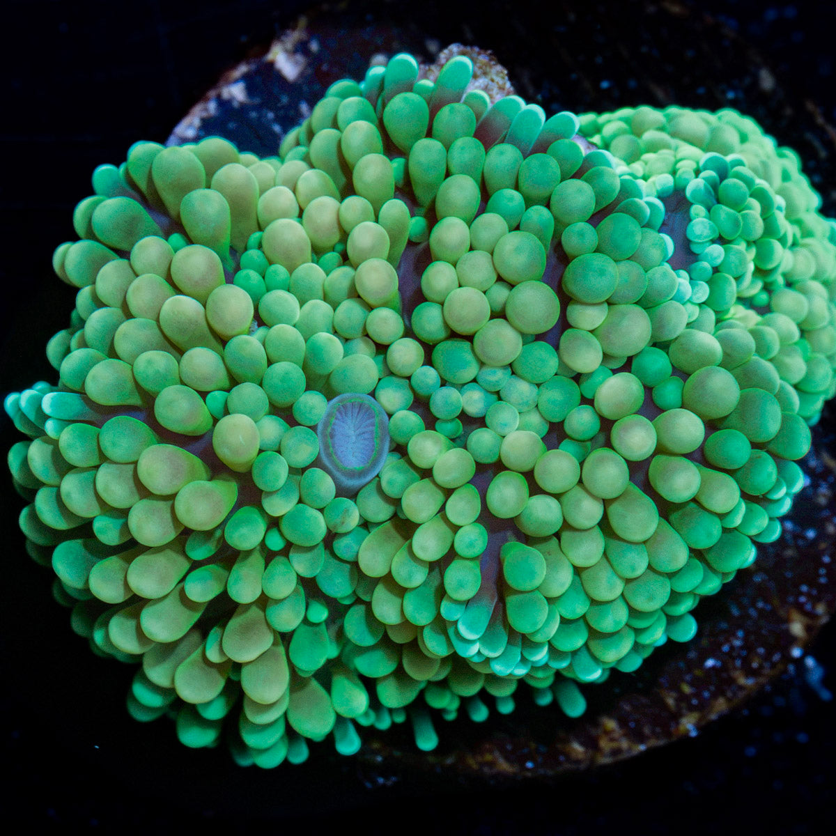 Green Ricordea Mushroom Coral with mushroom disc in reef aquarium