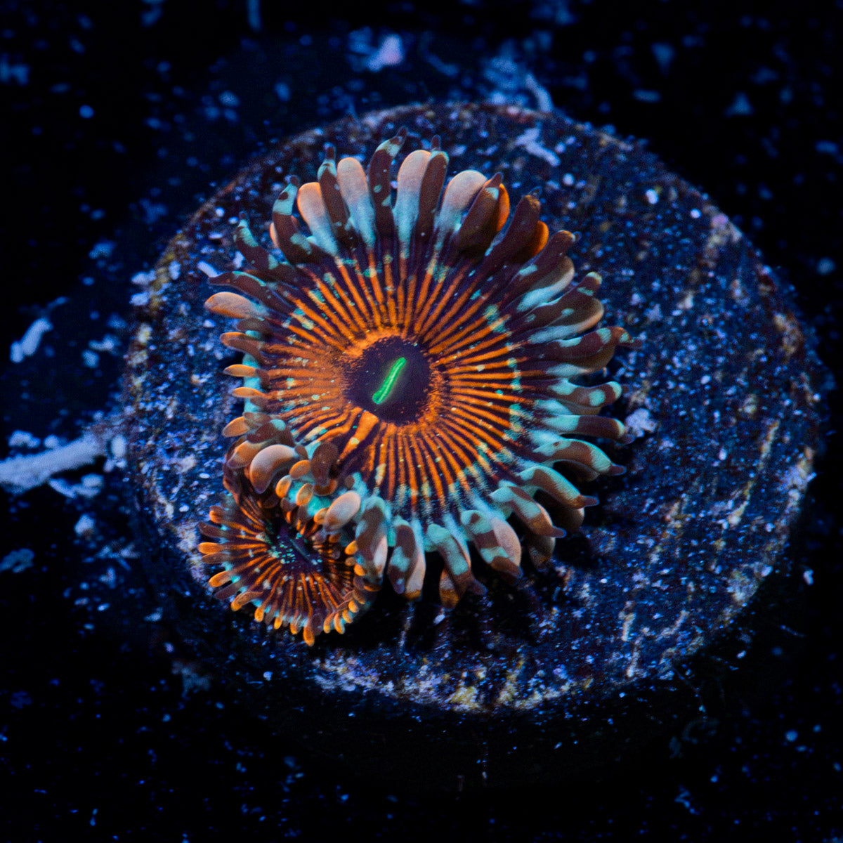 Seduction Zoanthid Coral with colony growth in reef aquarium