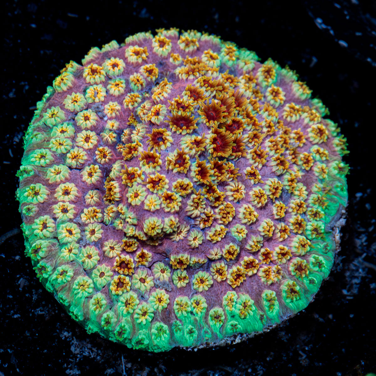 Skittles Bomb Cyphastrea Coral with encrusting growth in reef aquarium