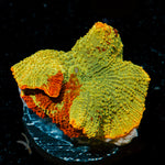 Ultimate Jawbreaker Mushroom Coral with distinctive mushroom disc in reef aquarium