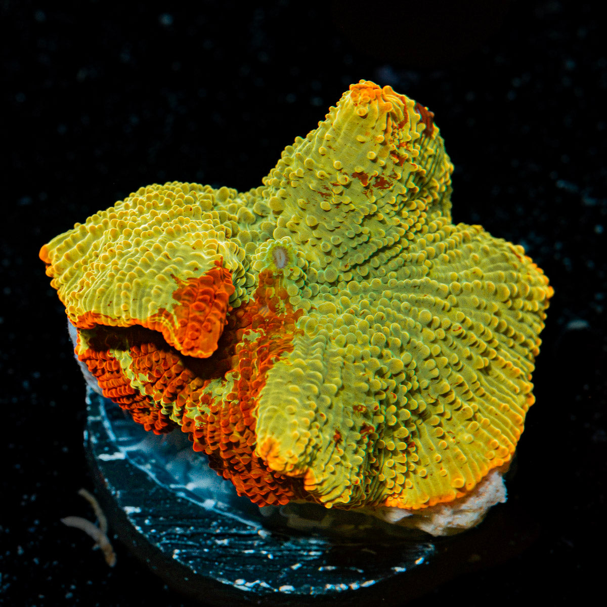 Ultimate Jawbreaker Mushroom Coral with distinctive mushroom disc in reef aquarium