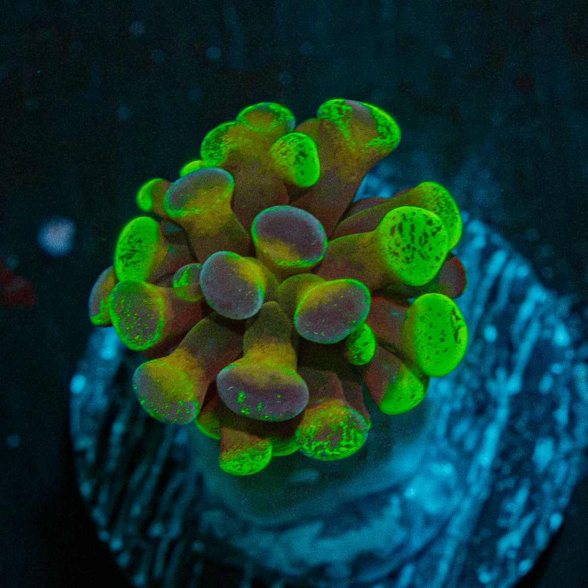 Sick & Twisted Hammer Coral with branching fleshy heads in reef aquarium