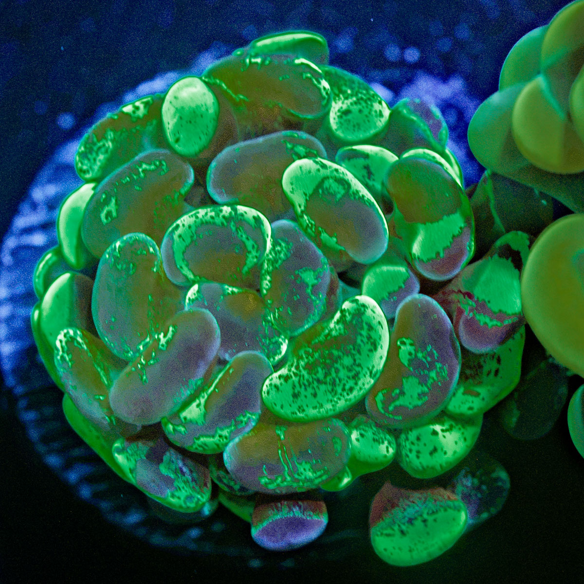 Sick & Twisted Hammer Coral with branching fleshy heads in reef aquarium