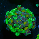 Sick & Twisted Hammer Coral with branching fleshy heads in reef aquarium