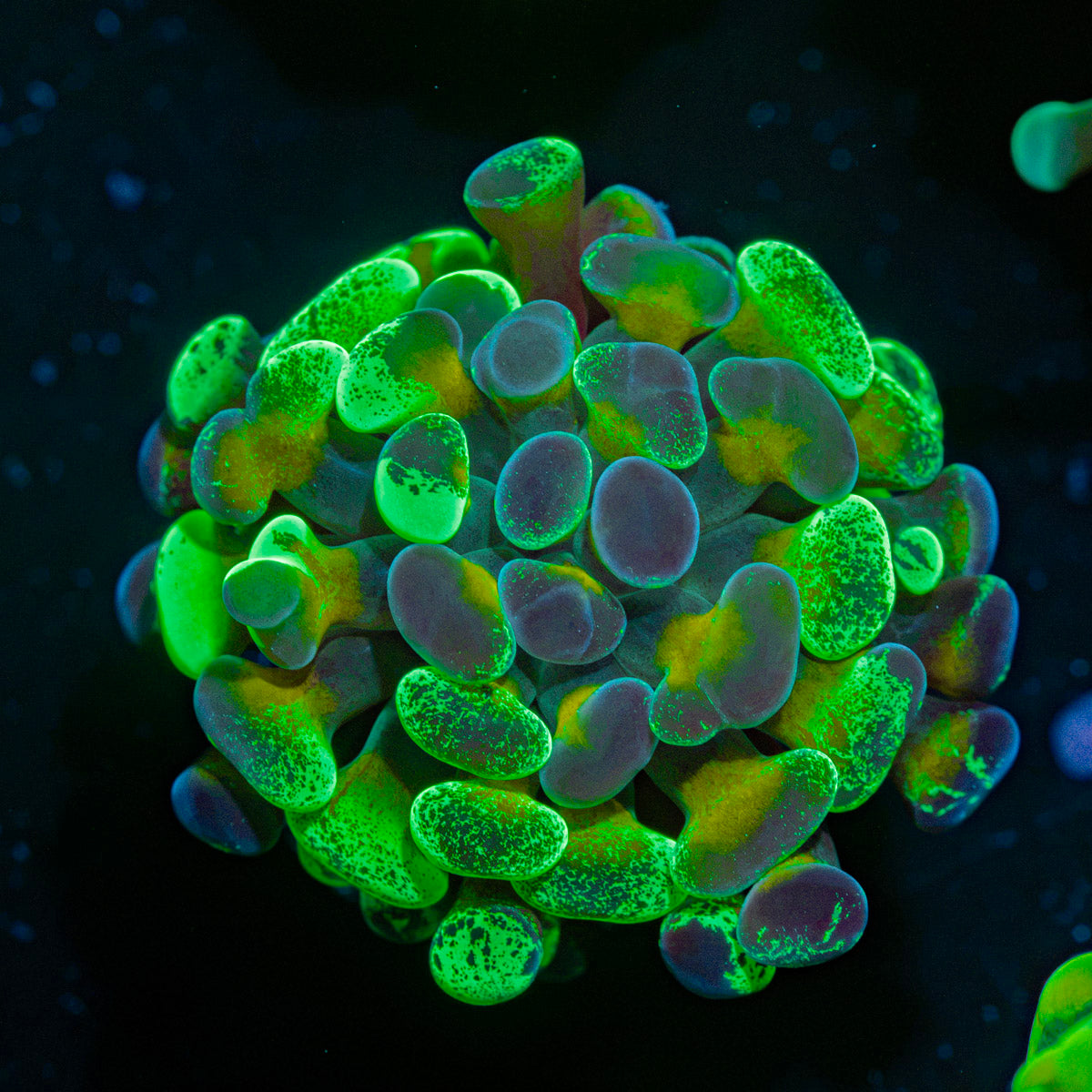 Sick & Twisted Hammer Coral with branching fleshy heads in reef aquarium