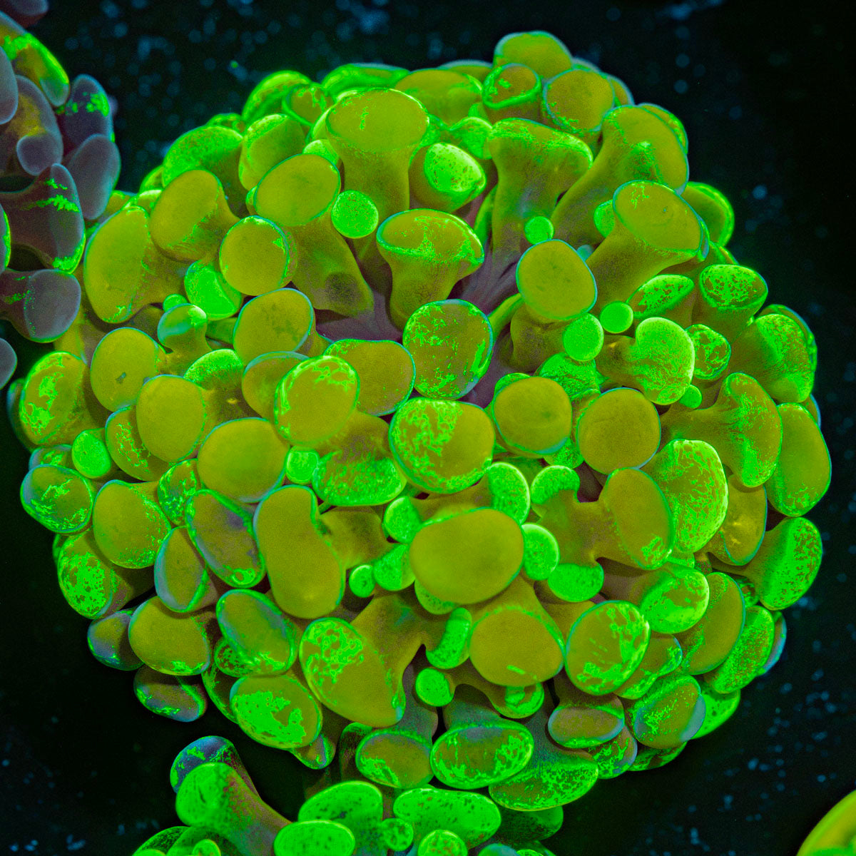 Hypnotoad Hammer Coral with branching fleshy heads in reef aquarium