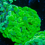 Kryptonite Hammer Coral with branching fleshy heads in reef aquarium