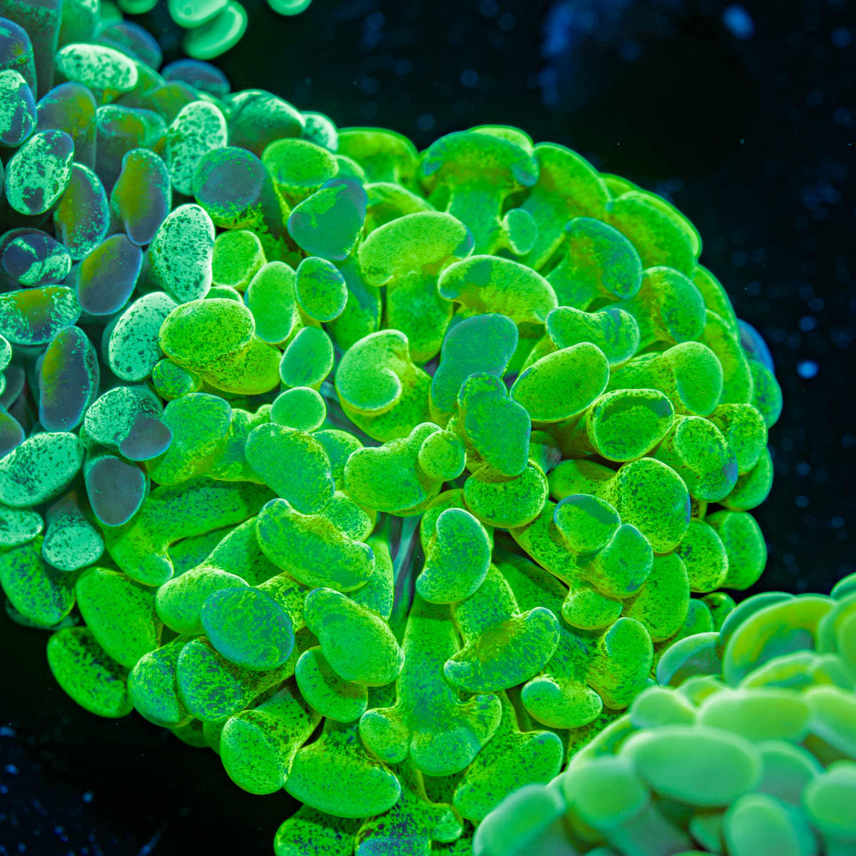 Kryptonite Hammer Coral with branching fleshy heads in reef aquarium