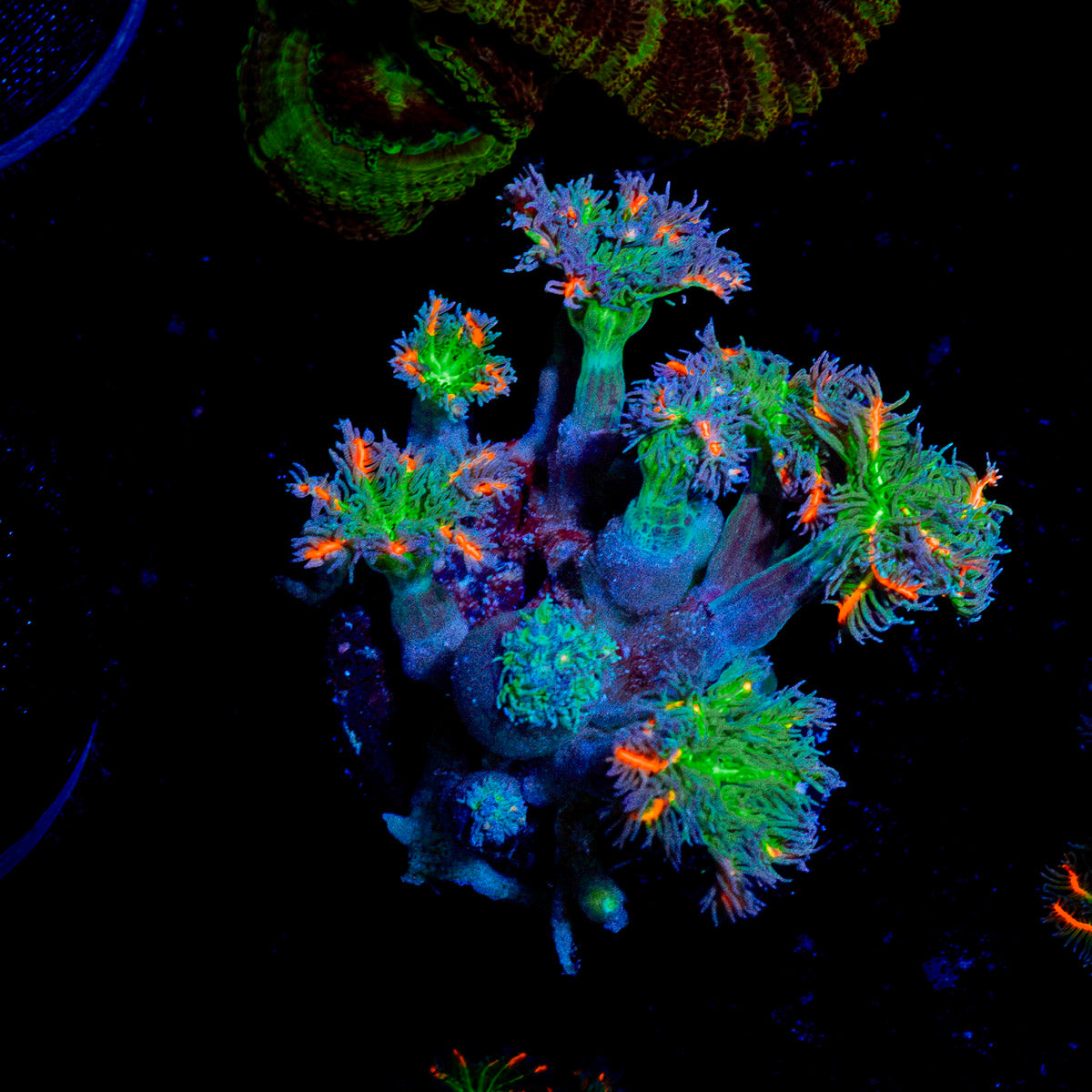 ARC Firework Clove Polyps Coral with soft polyps in reef aquarium