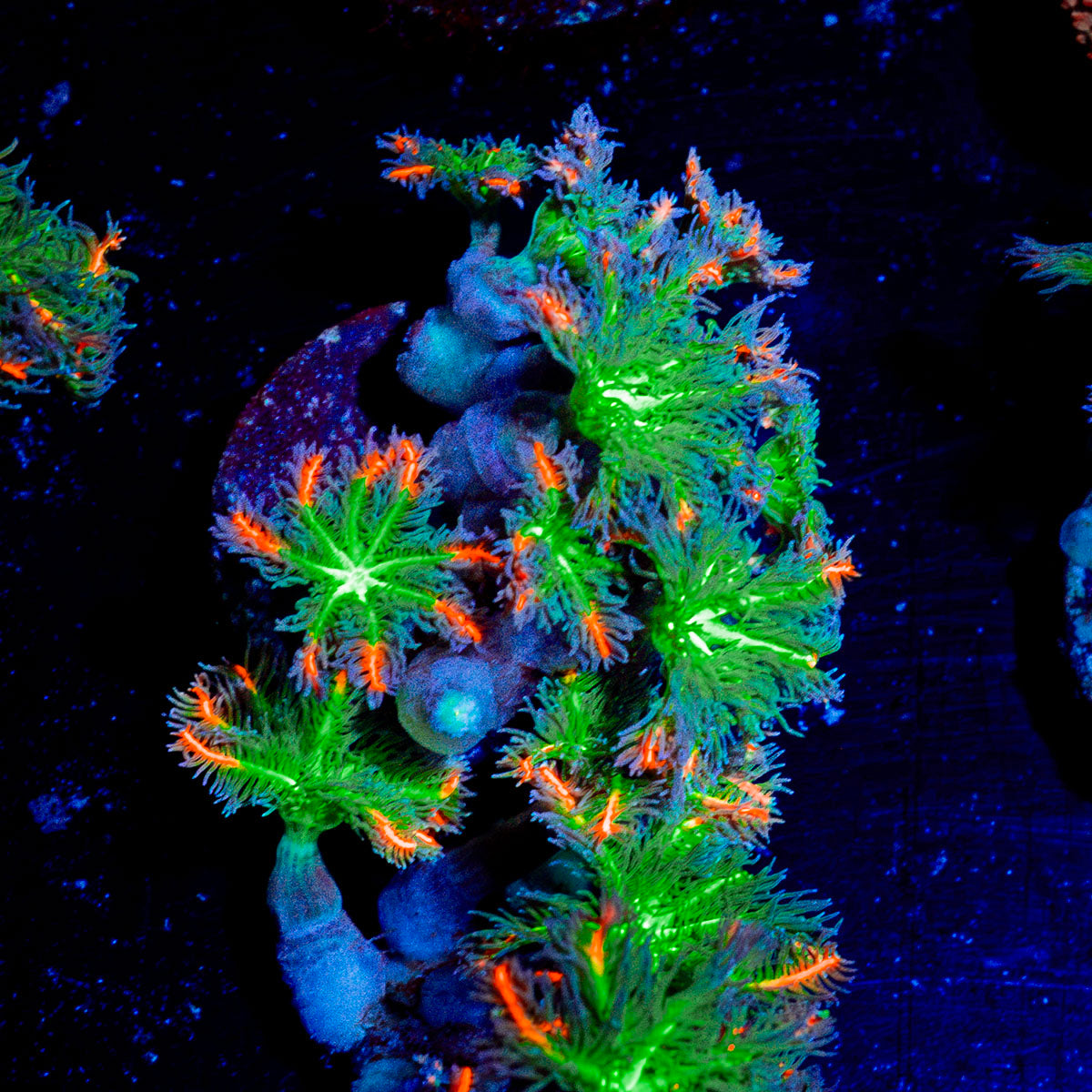 ARC Firework Clove Polyps Coral with colony growth in reef aquarium