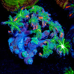 ARC Firework Clove Polyps Coral with soft polyps in reef aquarium
